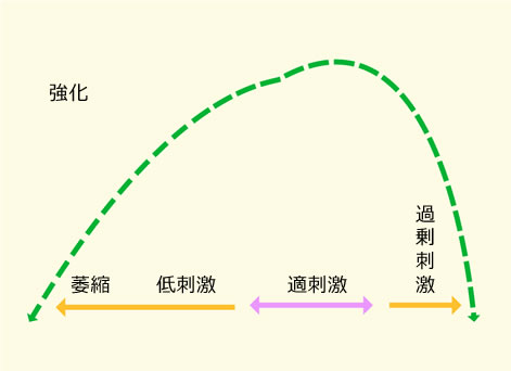 刺激の強さと体の反応