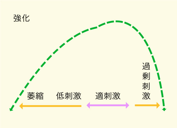 刺激の強さと体の反応