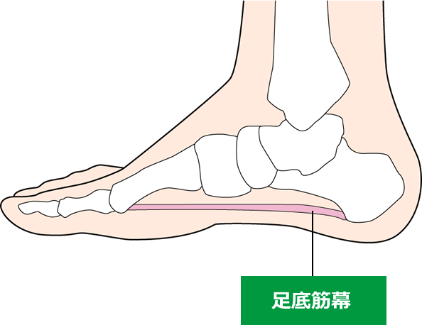 ⑪踵部脂肪褥炎