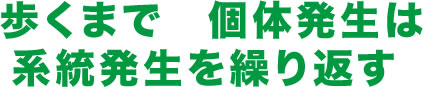 歩くまで　個体発生は系統発生を繰り返す